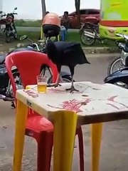 Un oiseau alcoolique