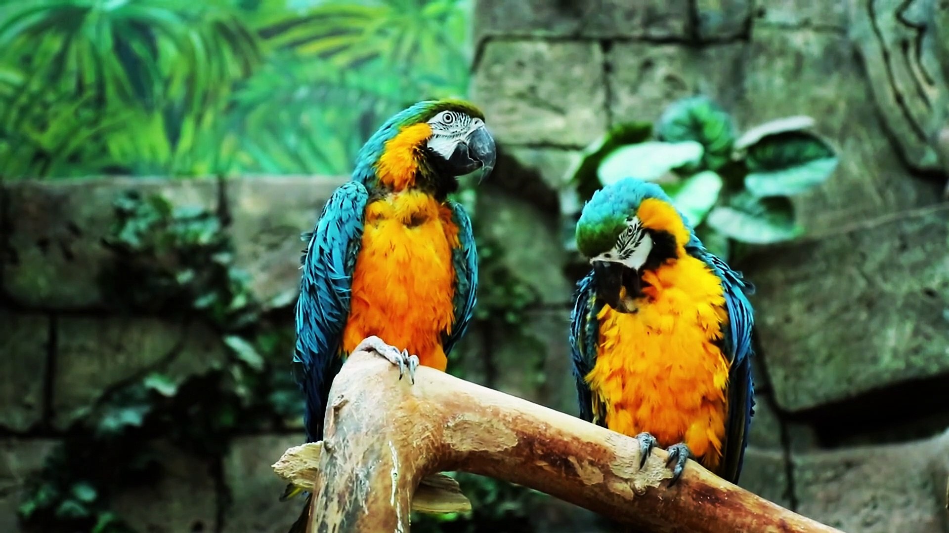 ⁣Most Beautiful Parrots of Australia | Colourful Birds | Relaxing Nature Sounds | Australian Wildlife