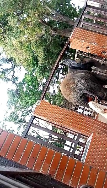 Elephant in zoo