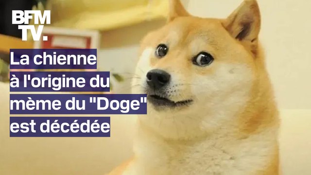Kabosu, la chienne à l'origine du mème du Doge et du dogecoin, est décédée