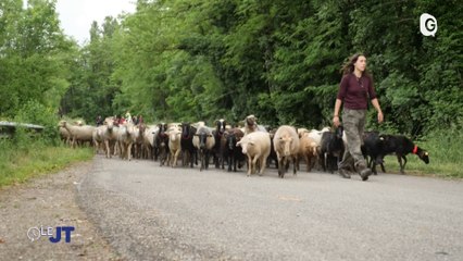 Le JT - 24/05/24 - Transhumance, Weepackup, Chahdi, FCG - Le JT - TéléGrenoble