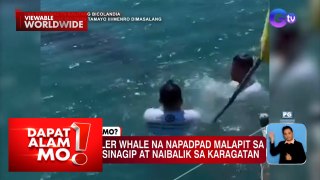 False killer whale na napadpad malapit sa baybayin, na-rescue | Dapat Alam Mo!
