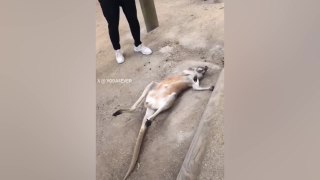 Adorable baby kangaroo’s cute method of asking for more belly rubs melts hearts