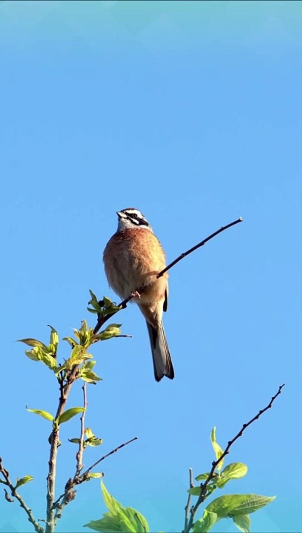 ⁣Breathtaking Beautiful Birds | Pure Nature | Stress Relief | Relaxing Birds Sounds