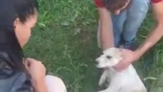 A Woman Saved Dog & Tried to Calm Him Down While Call for Help
