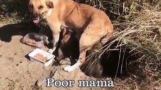 Abandoned Puppies Took Shelter Under Cave After Being Thrown Away Like Waste Dump