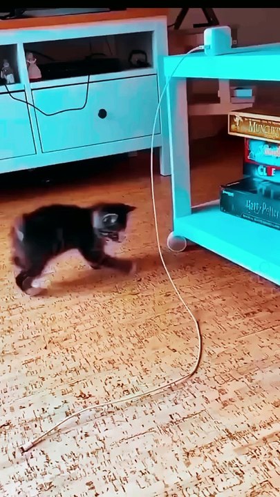 Animal videos