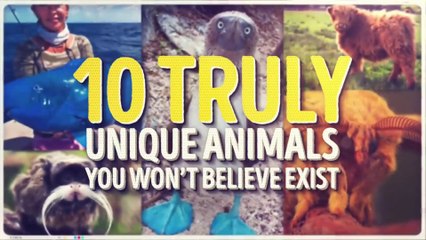 10 Strange Unique Animals That You Never Heard