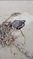 Biota registra encalhes de aves marinhas em praias de Alagoas