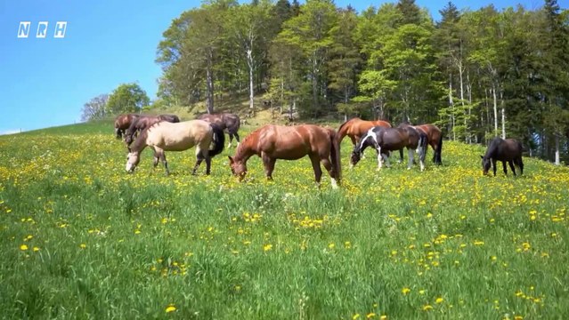 Relaxation film Beautiful Nature -2 with birds, flowers, animals & relaxing music