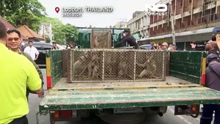 Ταϊλάνδη: Οι πίθηκοι «το έσκασαν»