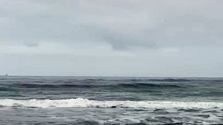 VÍDEO Baleias-francas chegam antecipadamente ao litoral catarinense