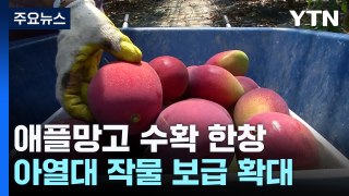 강진 애플망고 수확 한창...아열대 작물 보급 확대 / YTN