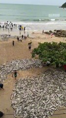 Quase 30 mil tainhas capturadas em Bombinhas