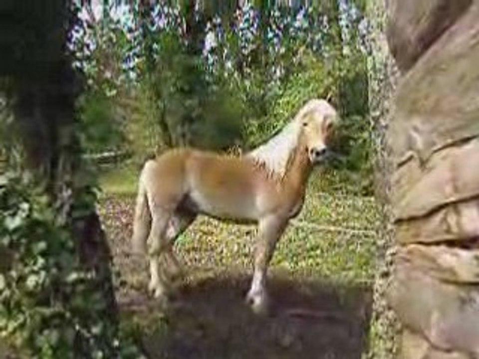 Pégazou