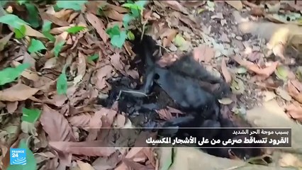 بسبب الحر، نفوق قردة بعد سقوطها من الأشجار