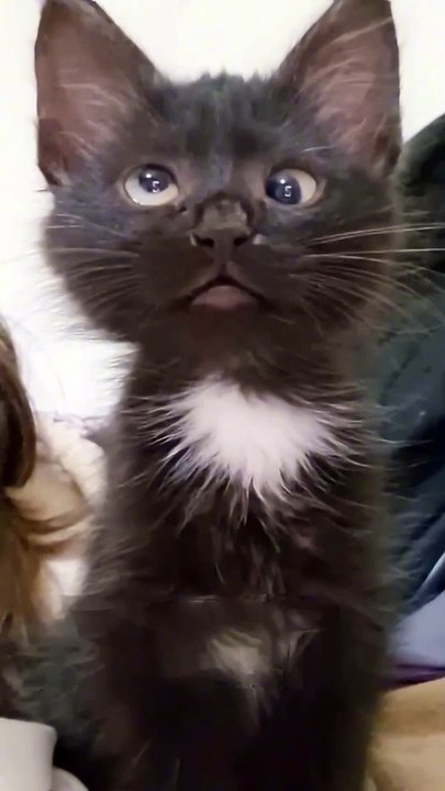 the kitten didn't hear