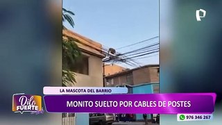 SJL: Captan a monito caminando sobre cables de postes