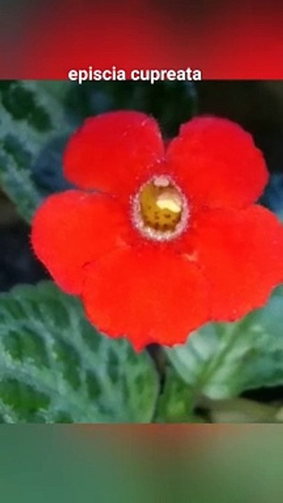 Episcia  cupreata
