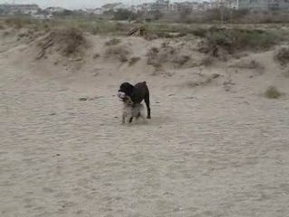 mes chiens a la plage