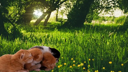 Babies are crying for their mothers