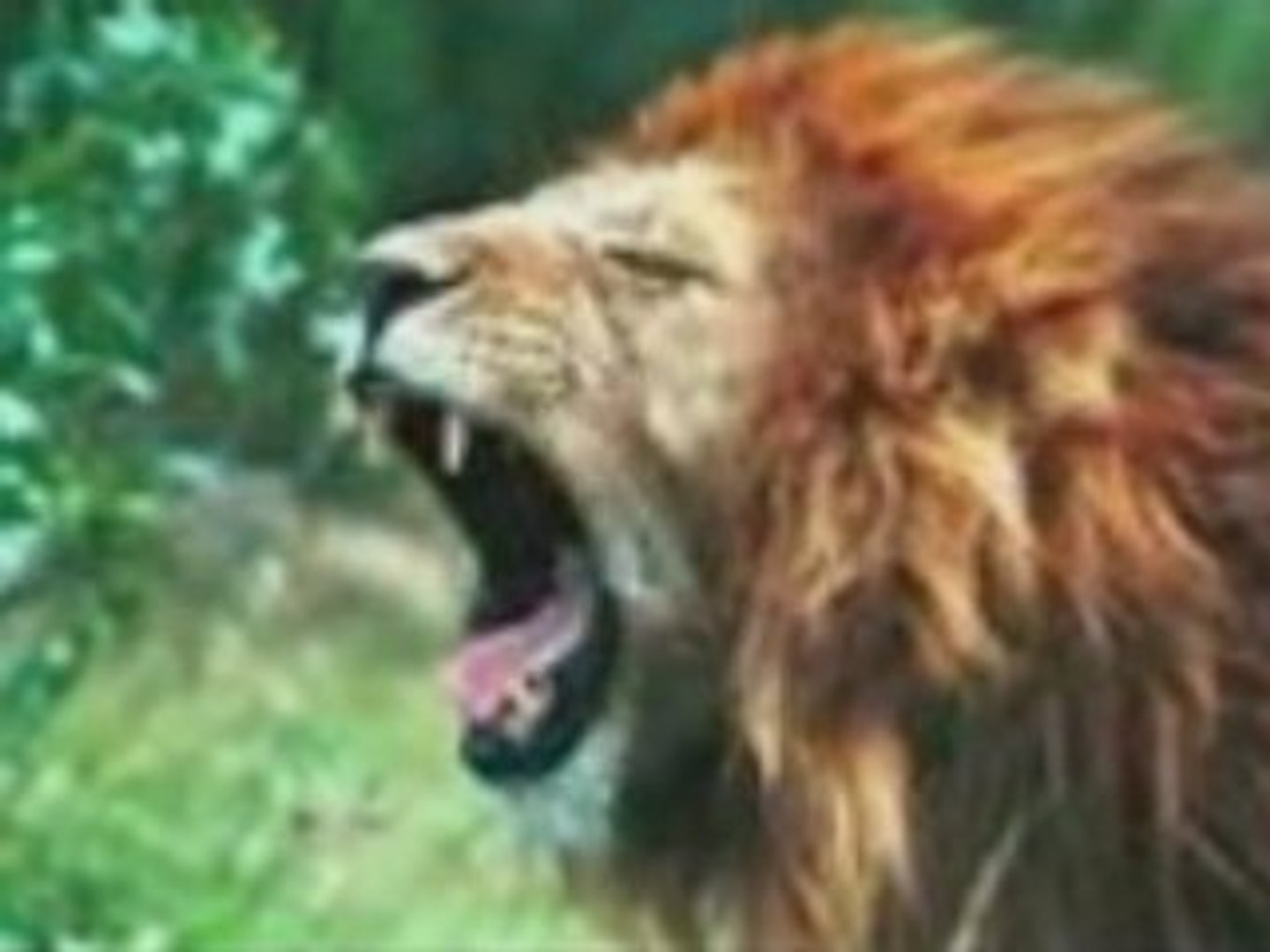 AFRIQUE