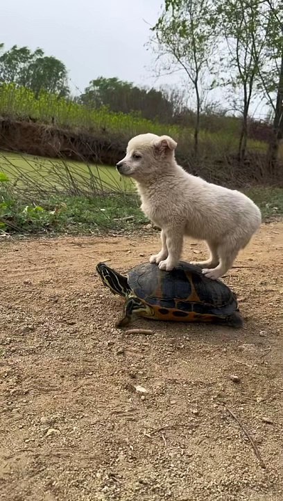 baby puppies hungry and puppies eating #dog #puppy #eating #trending #viral #happy#baby#pet