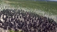 The #clip from #Thailand is of #rice fields where they released hungry #ducks to eat harmful insects. #Dailymotion #Vid #Video
