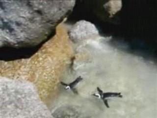 Les Manchots du Cap