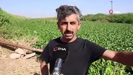 Hatay'da ortaya çıktı, nehri istila etti: Uçsuz bucaksız!