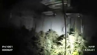 Watch moment police discover huge cannabis grow in Yorkshire
