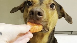 Doggo Therapist!  Pup Performs Adorable Tricks to Cheer Up Owner