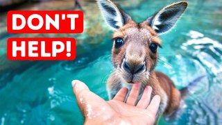 Never Rescue a Kangaroo from Water If You Wanna Be Safe