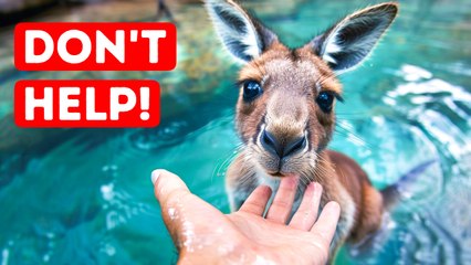 Never Rescue a Kangaroo from Water If You Wanna Be Safe