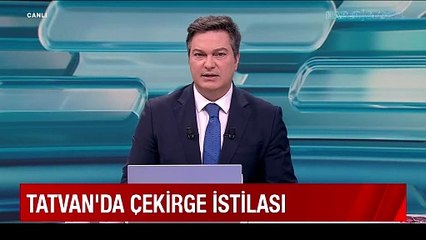 Tatvan'da çekirge istilası şehir merkezini sardı!
