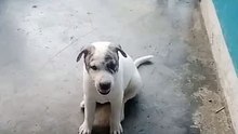 my cuties pits