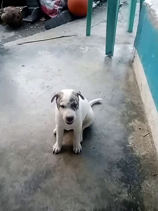 my cuties pits