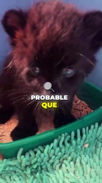 Chien ou chat Vous allez être surpris !