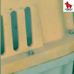 UAE: Venomous viper attacks 3 huskies, leaves them in serious condition