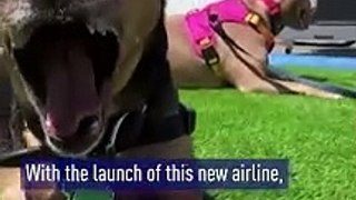 The airline designed for dogs