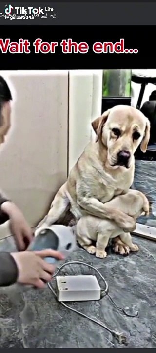 Protective Mama Dog Saves❤️Pup from Danger #animalinstinct #heartwarmingmoment #care&love #petlovers