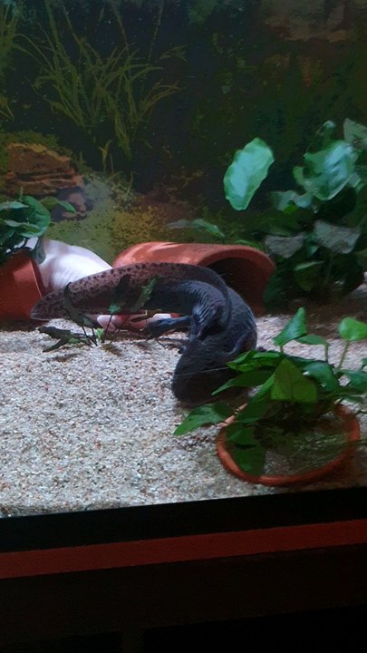 axolotl gang