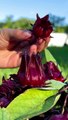 Unveiling nature’s hidden gem- the Roselle plant!