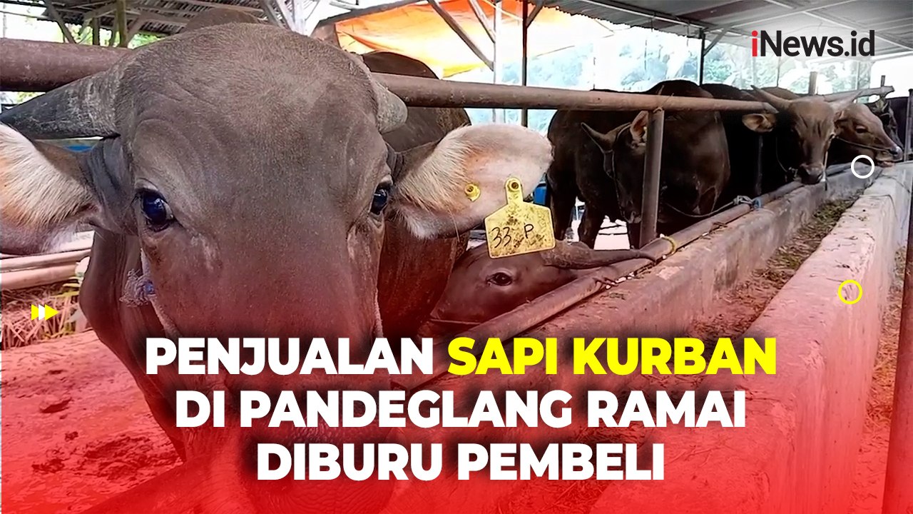 Jelang Idul Adha, Penjualan Sapi Kurban di Pandeglang Mulai Ramai Diburu Pembeli