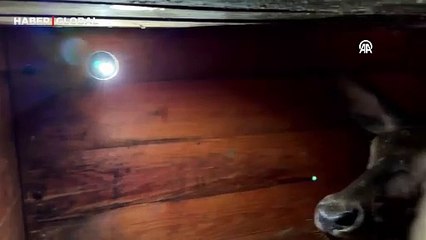 Salda Gölü çevresine 7 kızıl geyik daha bırakıldı