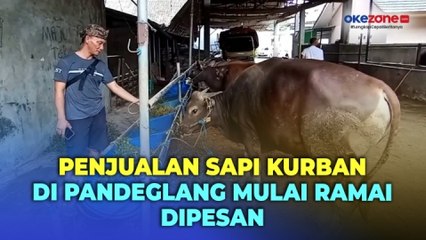 Jelang Idul Adha, Penjualan Sapi Kurban di Pandeglang Mulai Ramai Dipesan
