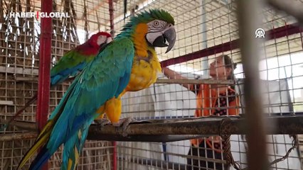 Kurtarılmayı bekliyorlar: İsrail kuşatmasından aslanlar da nasibini aldı