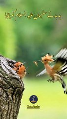 Hud Hud and Prophet Suleman A.S