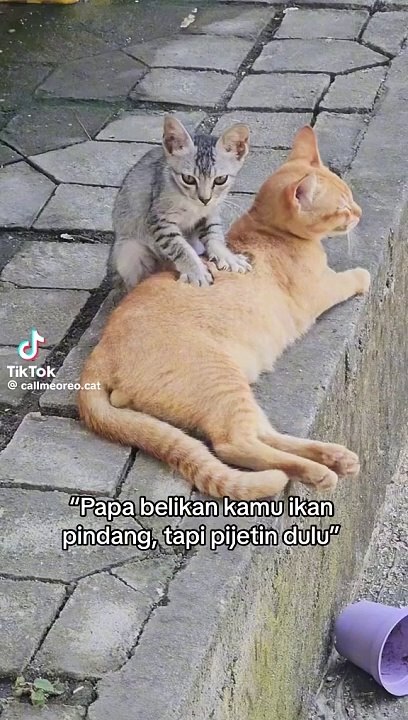 Funny videos