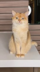 Why didn't Nika like the picture_ #cat #cats